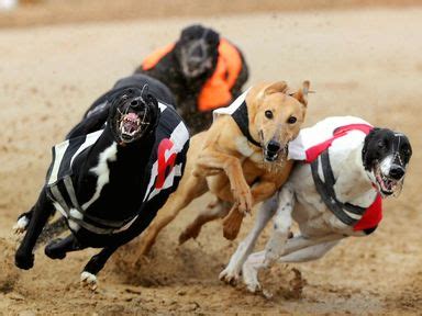 sporting life greyhound results|Iba pa.